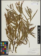 Foto von Salix argophylla Nutt.
